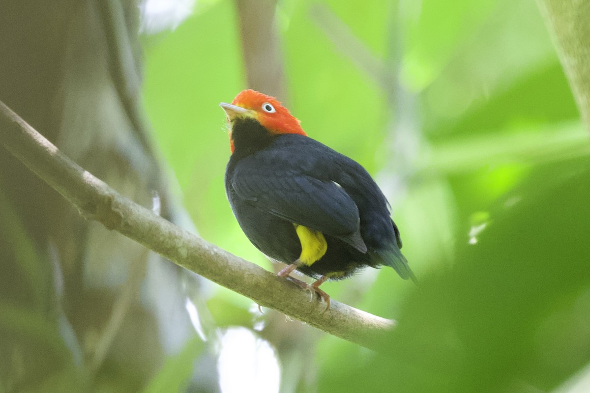 Red-capped Manakin - ML617042456