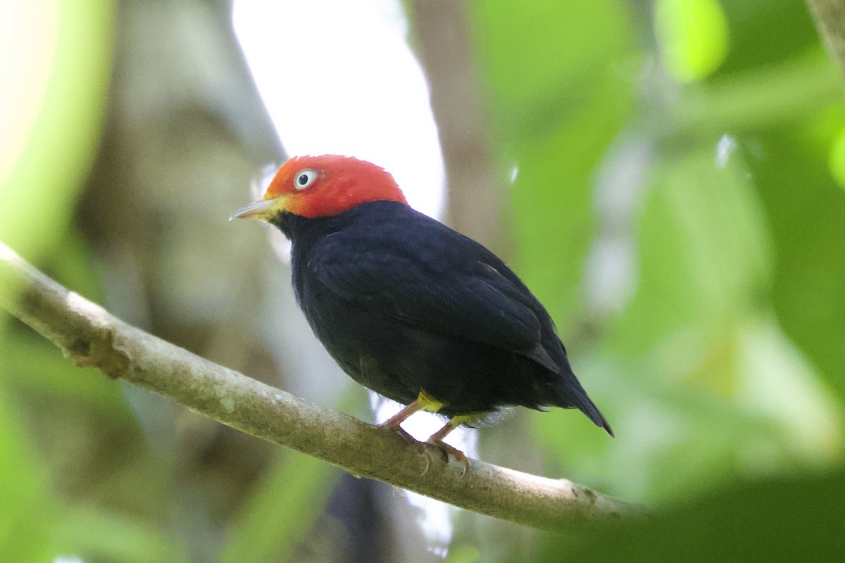 Red-capped Manakin - ML617042457
