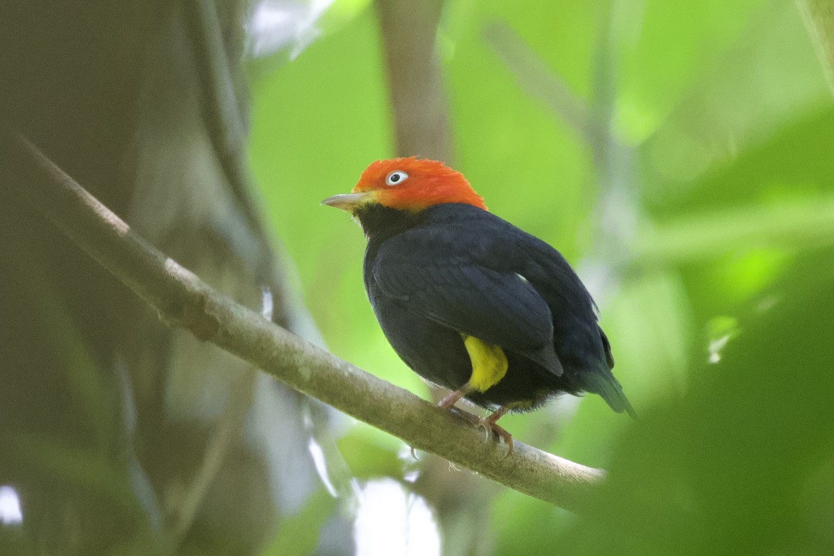 Red-capped Manakin - ML617042458