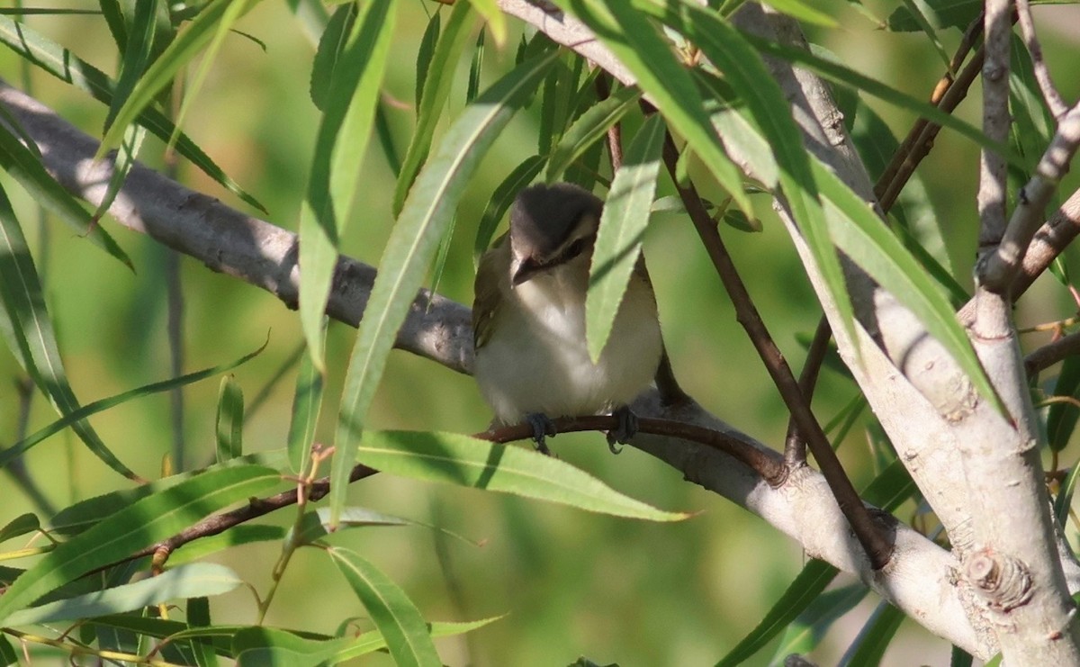 Red-eyed Vireo - Marcello Gomes