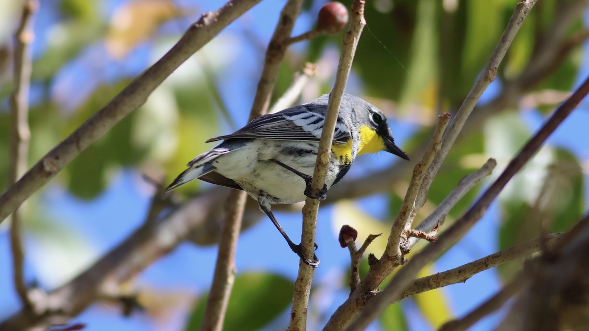 Yellow-rumped Warbler (Audubon's) - ML617042560