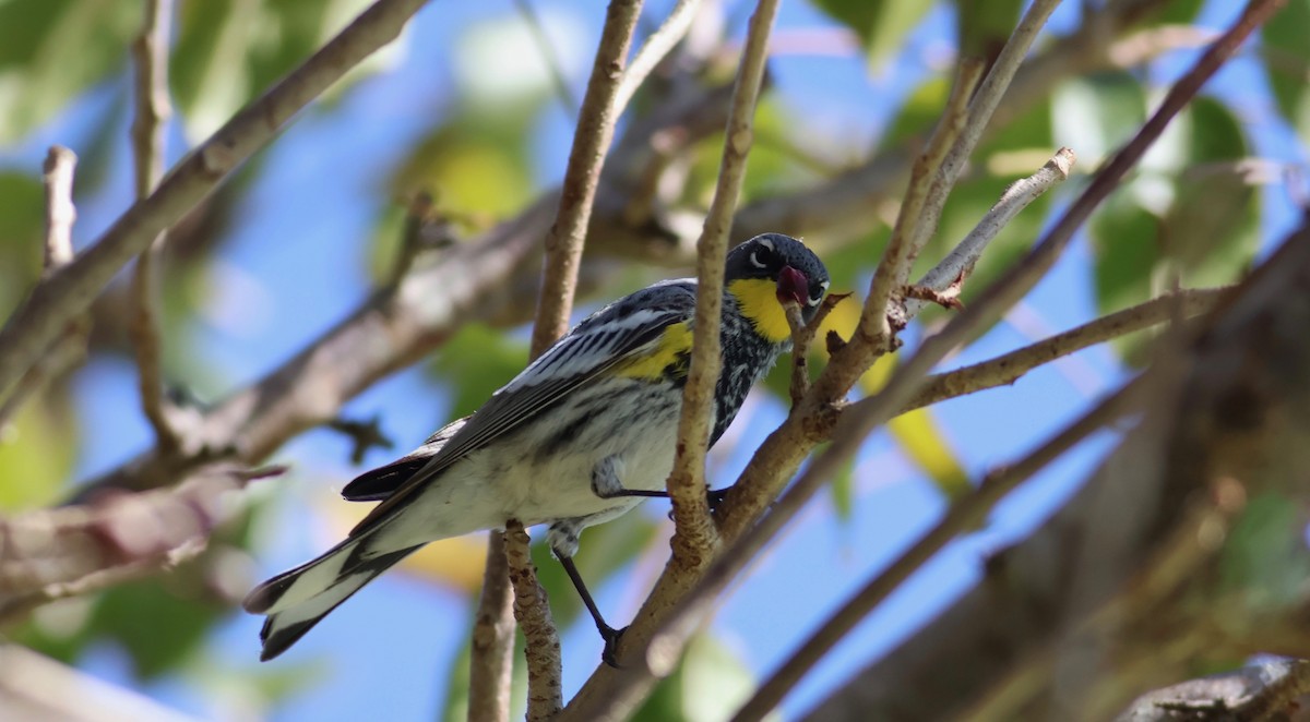 Yellow-rumped Warbler (Audubon's) - ML617042572