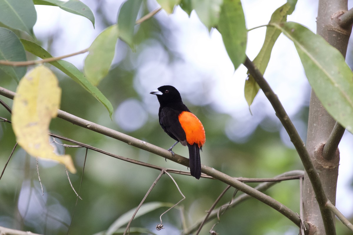 Scarlet-rumped Tanager - Krista Oswald