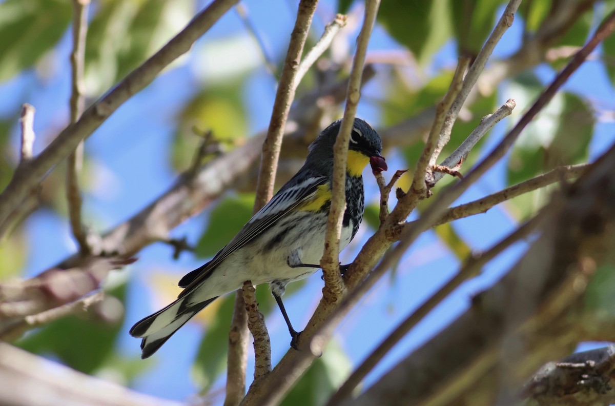 Yellow-rumped Warbler (Audubon's) - ML617042577
