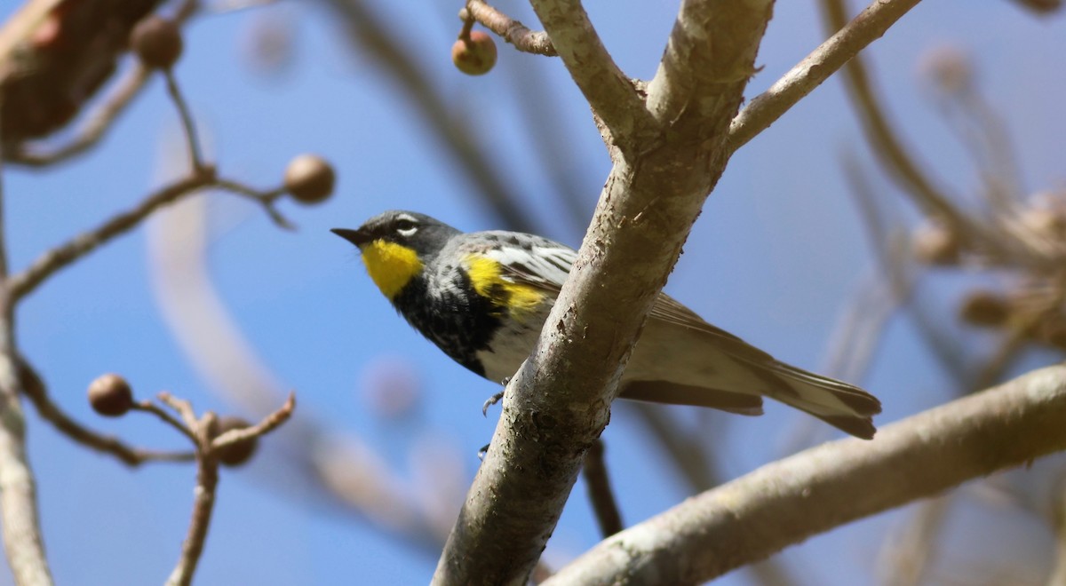 Yellow-rumped Warbler (Audubon's) - Marcello Gomes