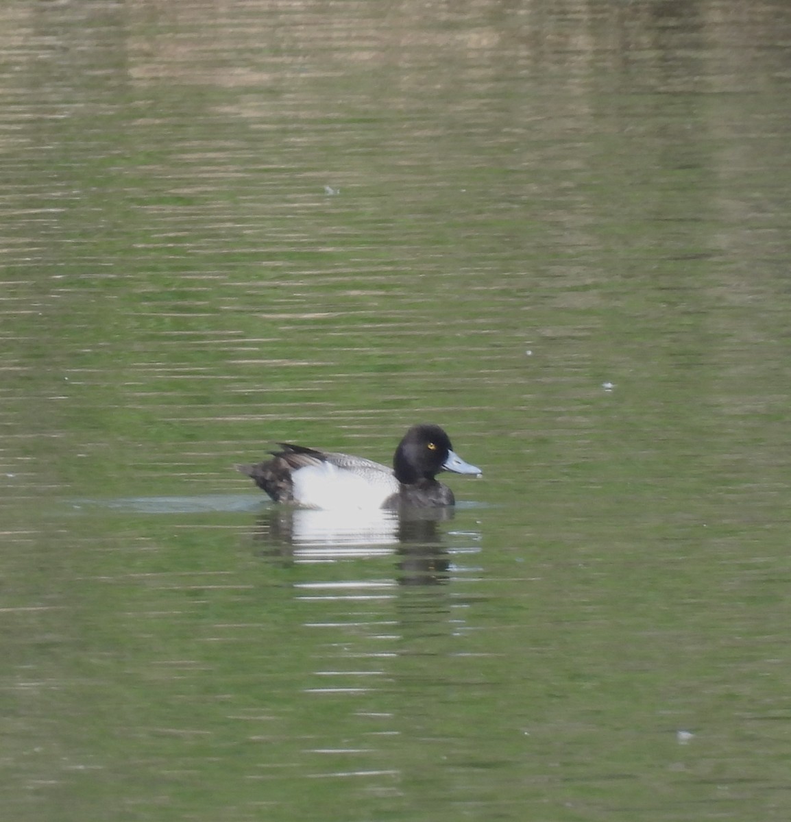 Greater Scaup - ML617042626