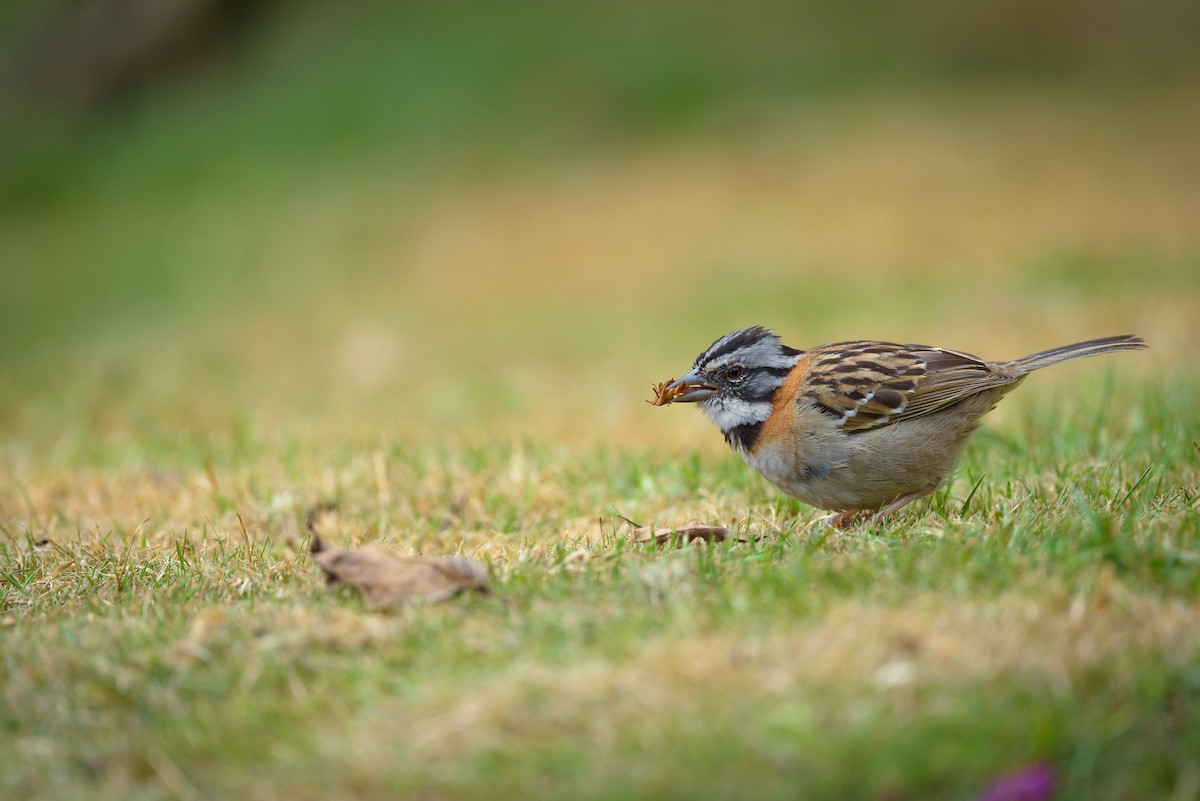 Rufous-collared Sparrow - Christopher Becerra