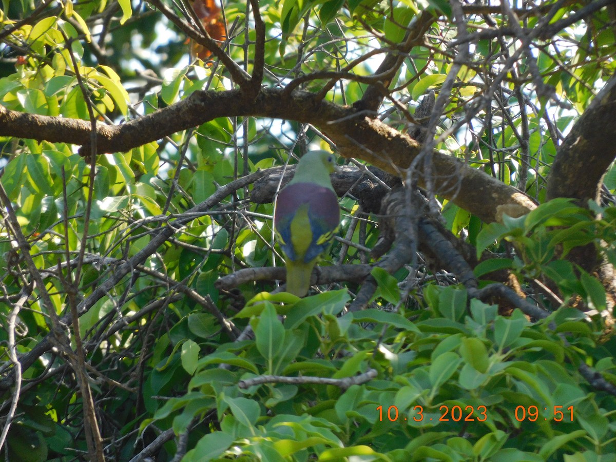Gray-fronted Green-Pigeon - ML617042718