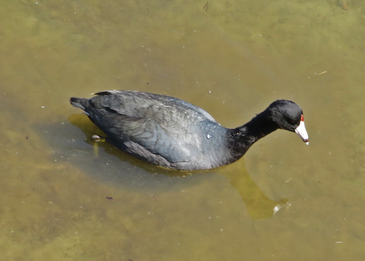 American Coot (Red-shielded) - ML617042753