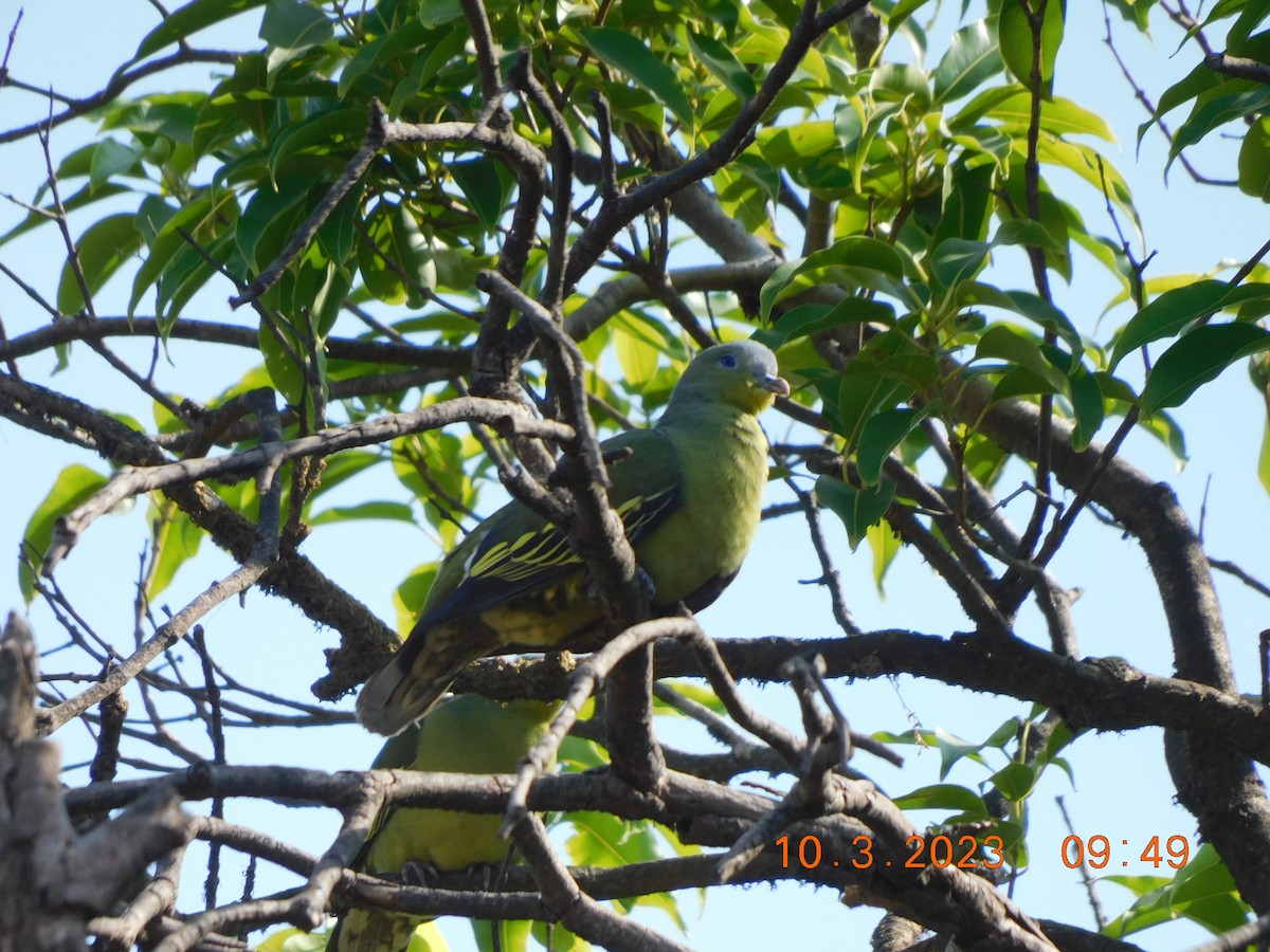 Gray-fronted Green-Pigeon - ML617042757