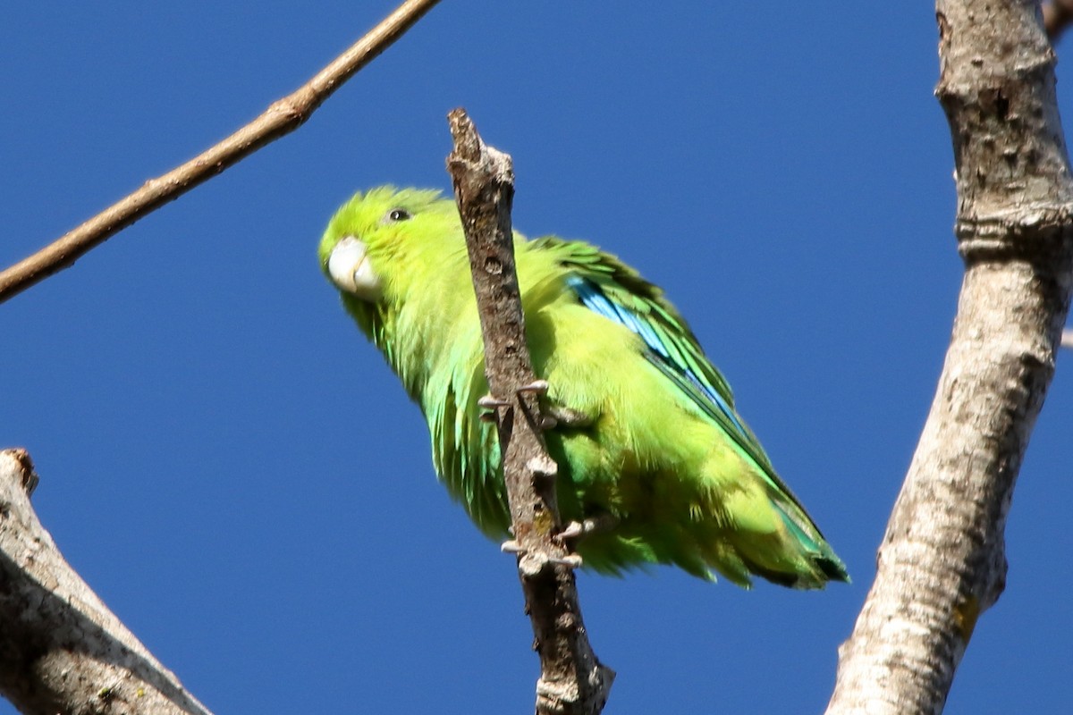 Meksika Serçe Papağanı (cyanopygius) - ML617042816