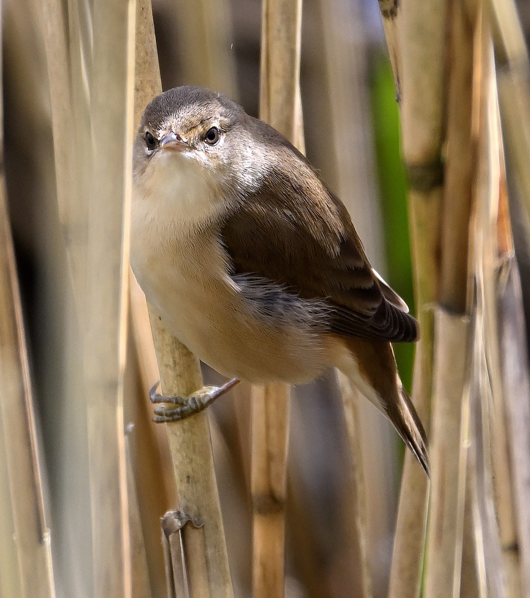 Common Reed Warbler - ML617042868