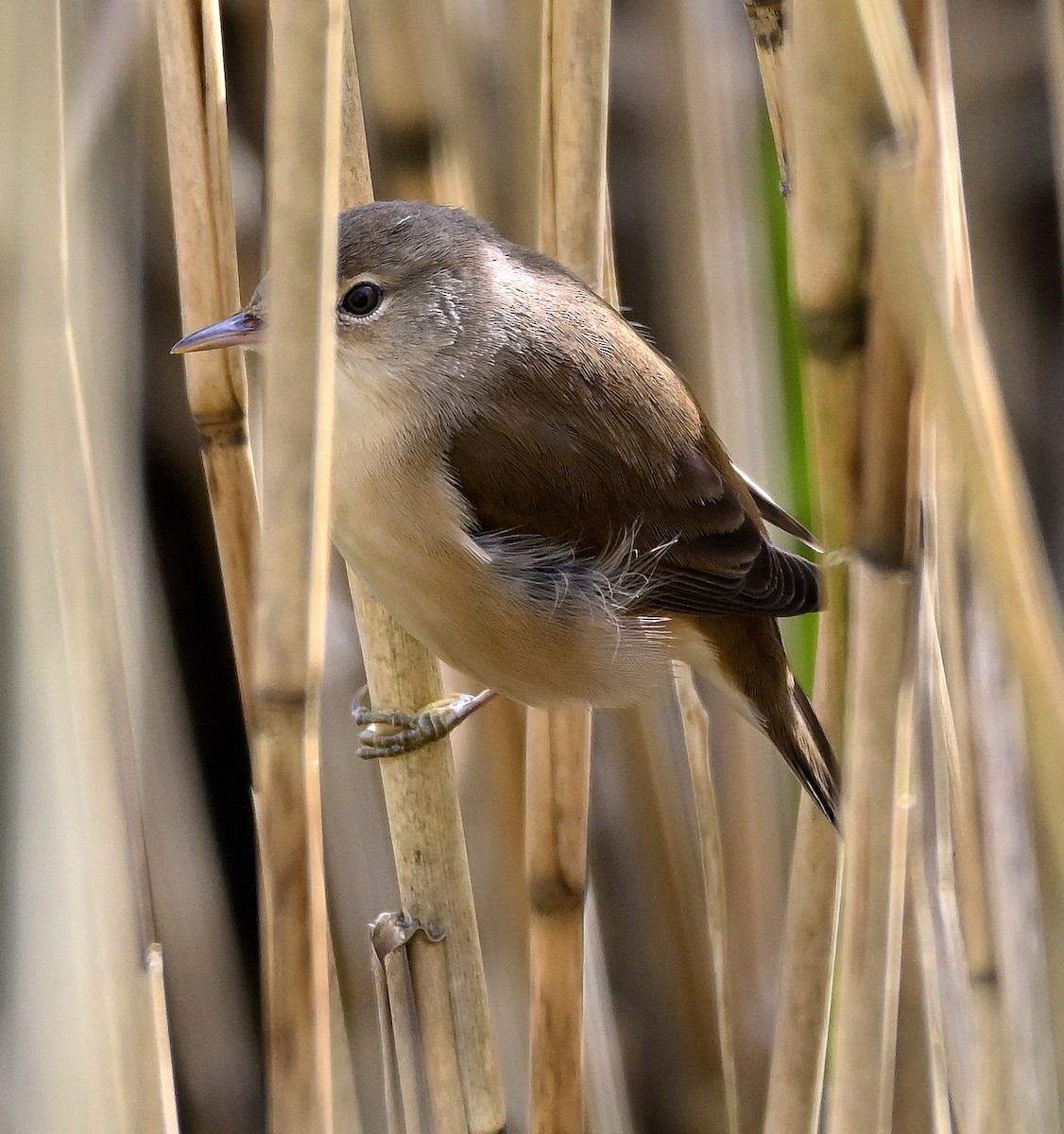 Common Reed Warbler - ML617042869