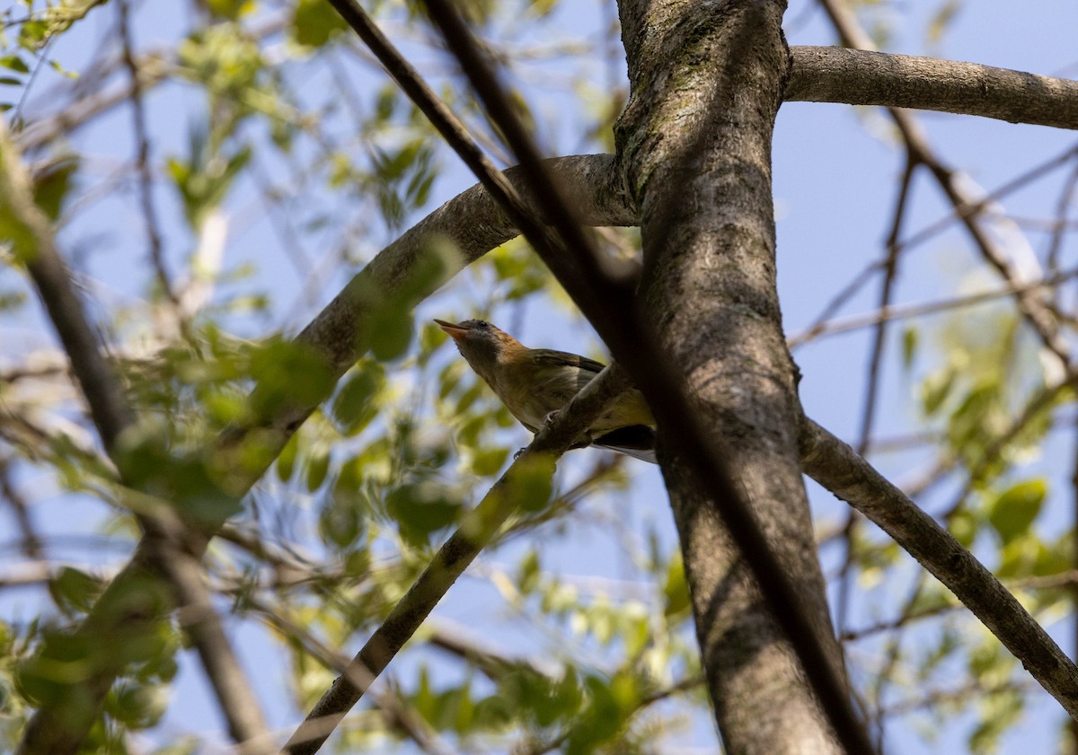 Rufous-naped Greenlet - ML617042883