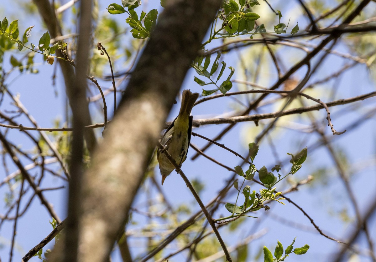 Rufous-naped Greenlet - ML617042884