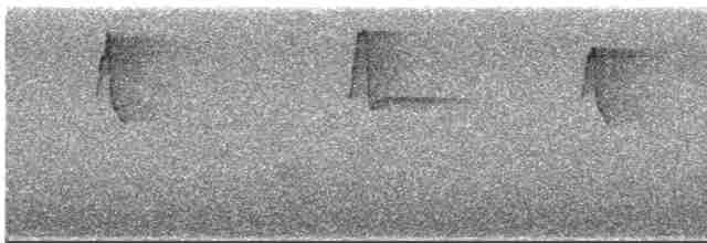 Чешуегорлый колибри-отшельник - ML617042887