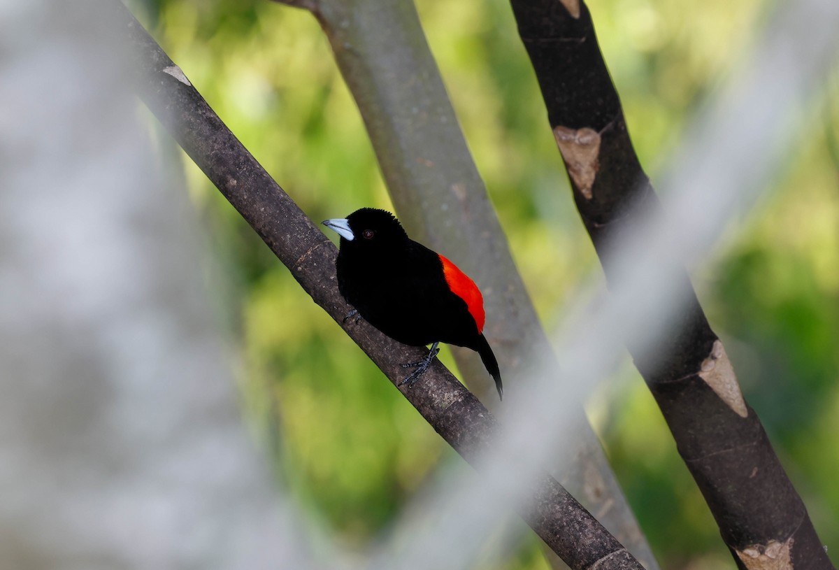 Flame-rumped Tanager (Flame-rumped) - ML617042931