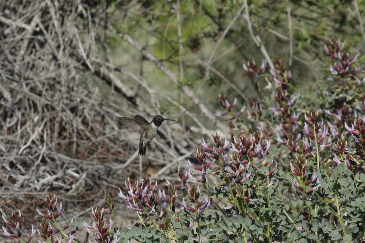 Black-chinned Hummingbird - ML617042972