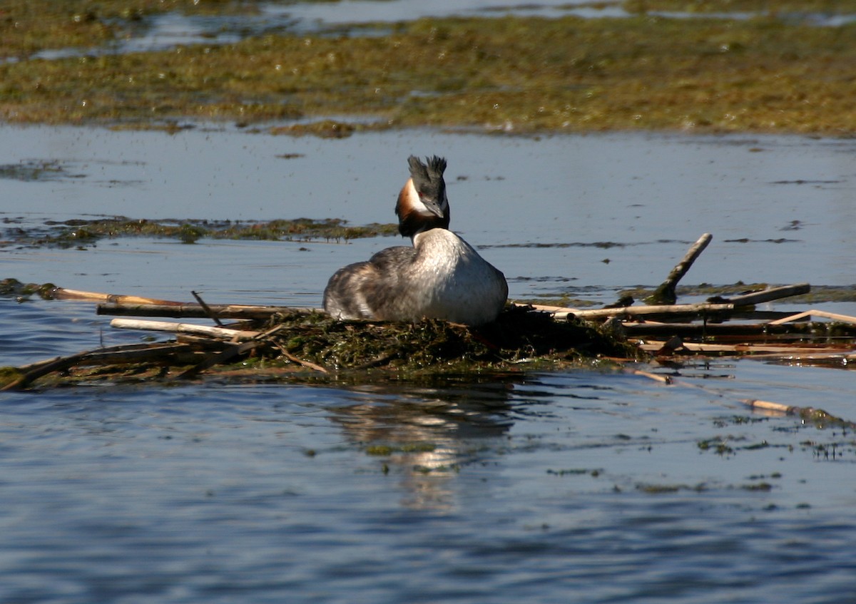 Great Crested Grebe - ML617043016
