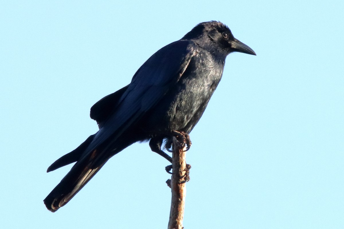 Sinaloa Crow - ML617043112