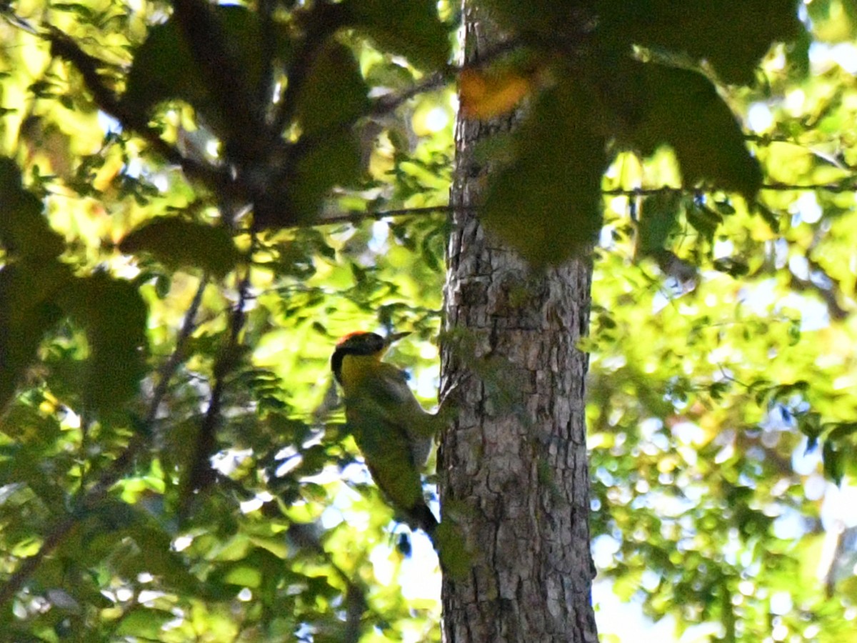 Black-headed Woodpecker - ML617043117