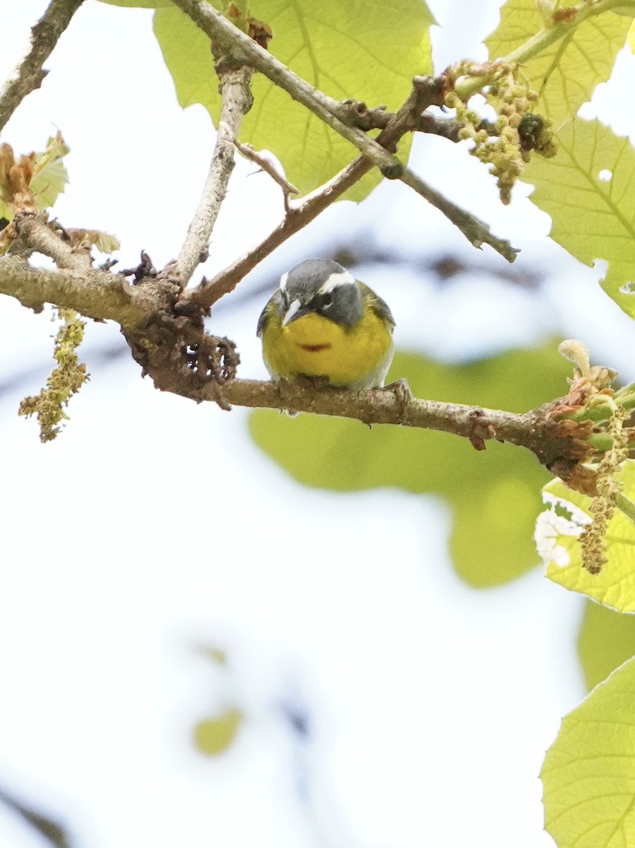 Crescent-chested Warbler - ML617043161