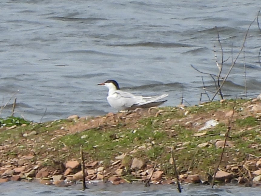 Common Tern - Frithjof Vogeley