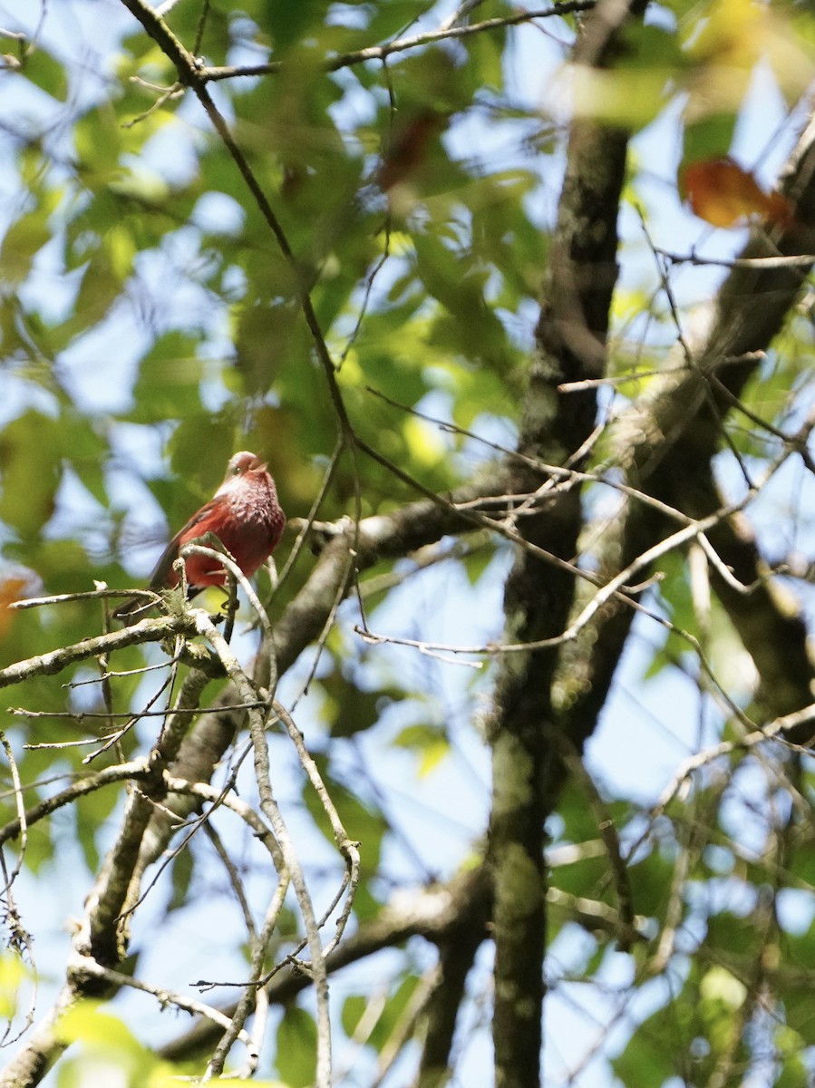 Pink-headed Warbler - ML617043308