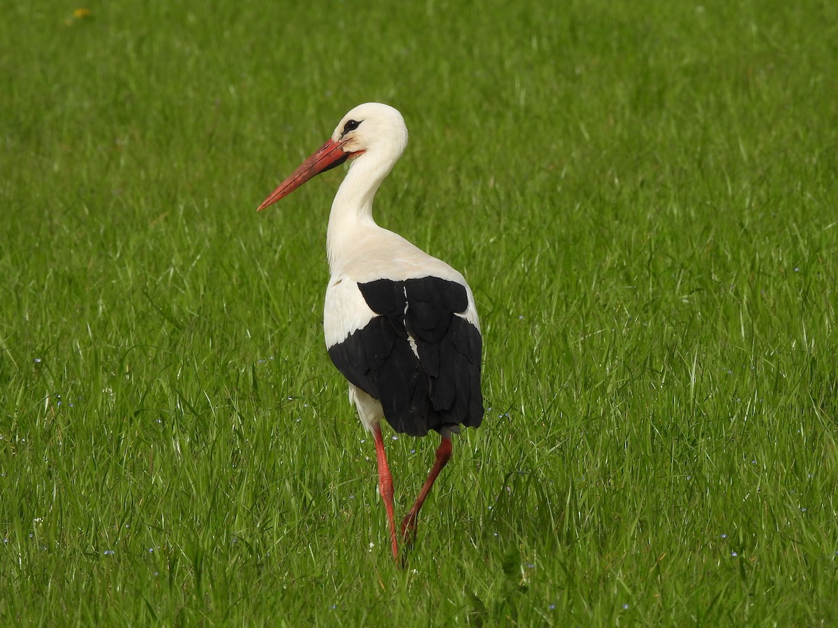 White Stork - ML617043316