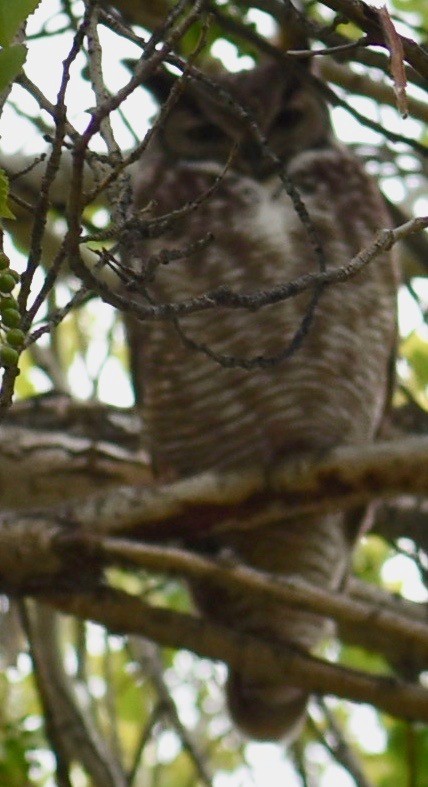 Great Horned Owl - ML617043317