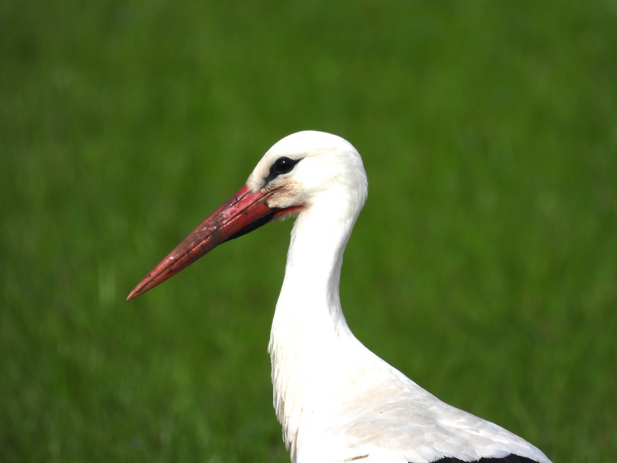 White Stork - Frithjof Vogeley