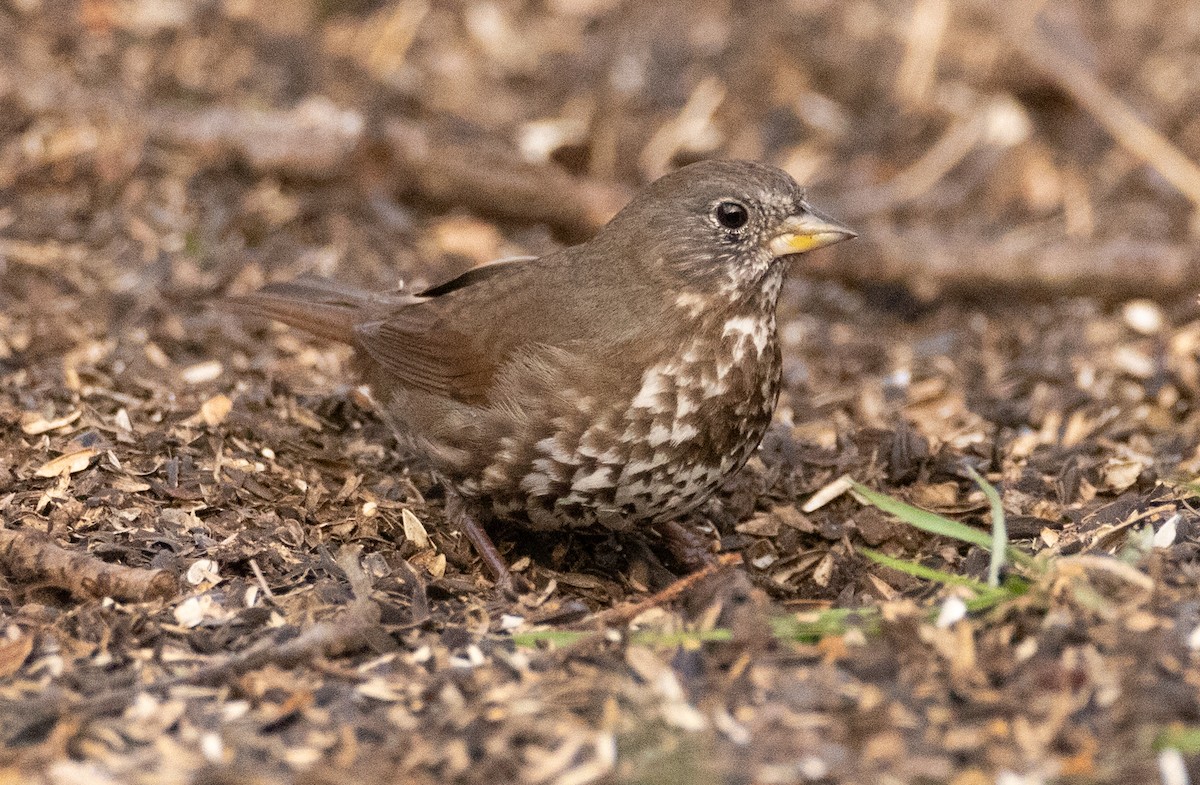 Fox Sparrow (Sooty) - ML617043341