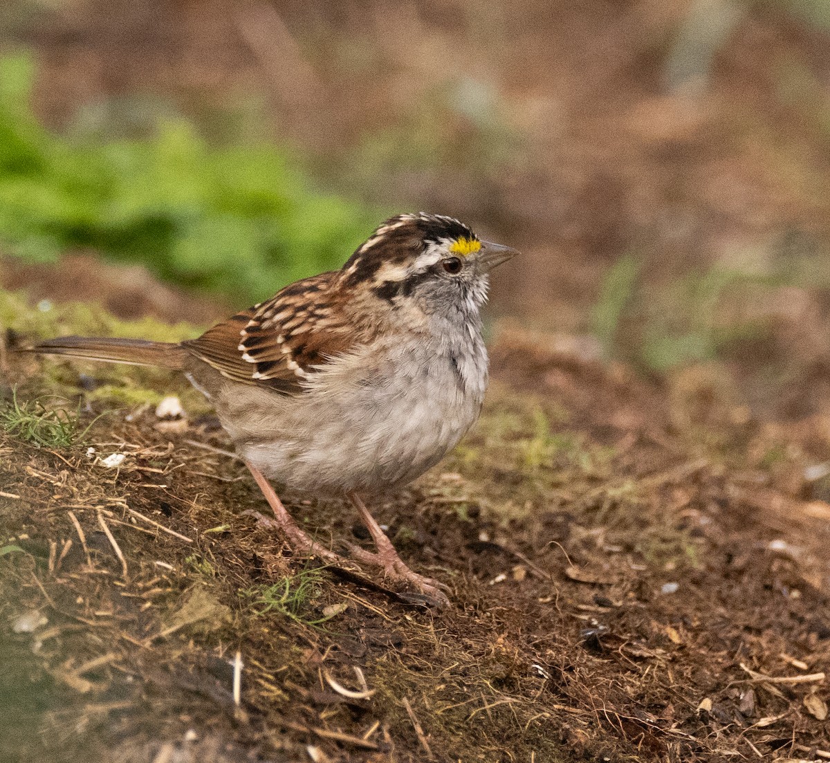 White-throated Sparrow - ML617043352