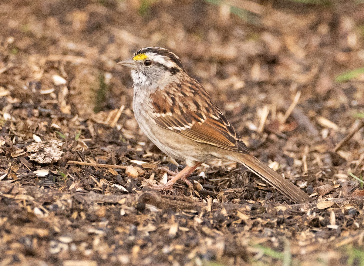 White-throated Sparrow - ML617043353