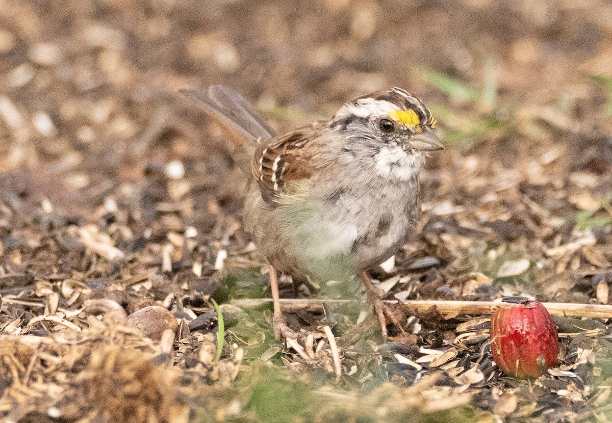 White-throated Sparrow - ML617043354