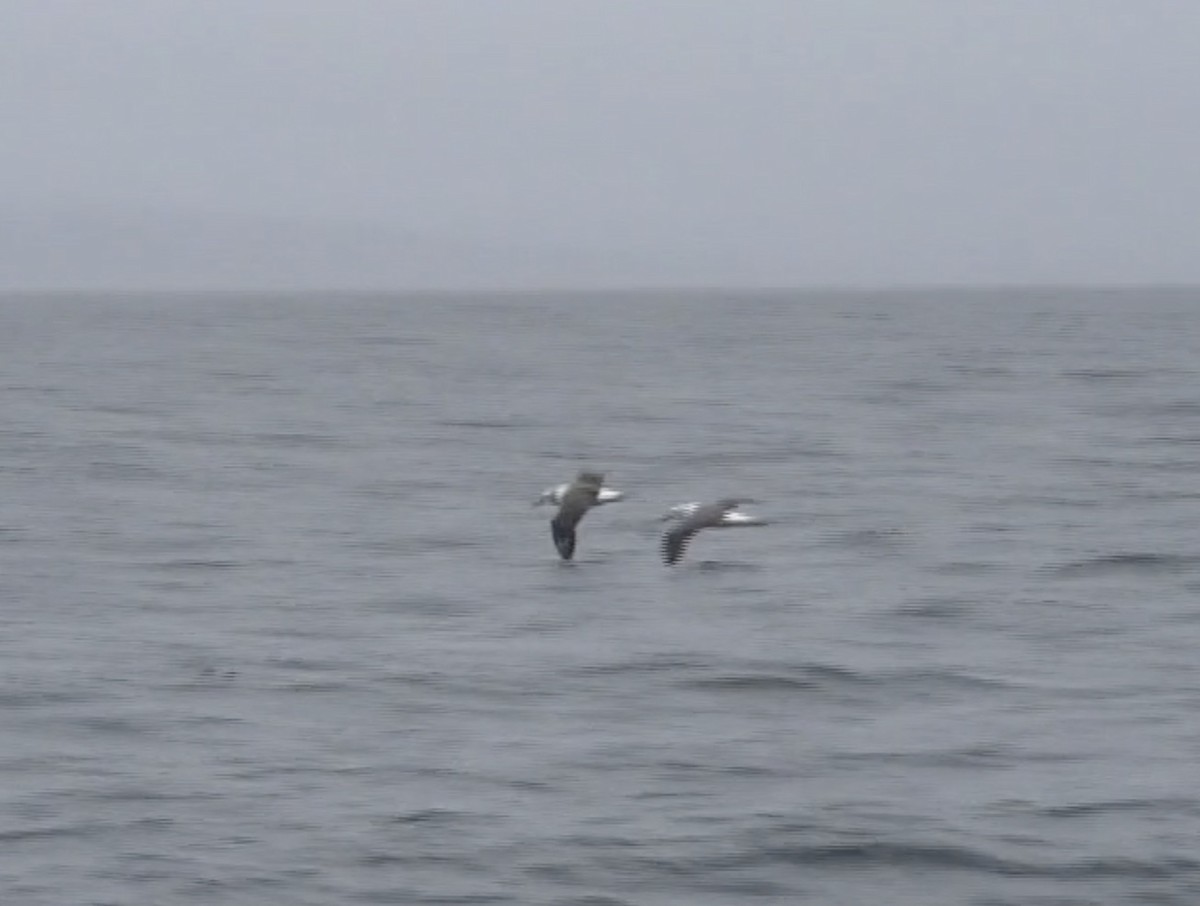 Albatros à cape blanche - ML617043396