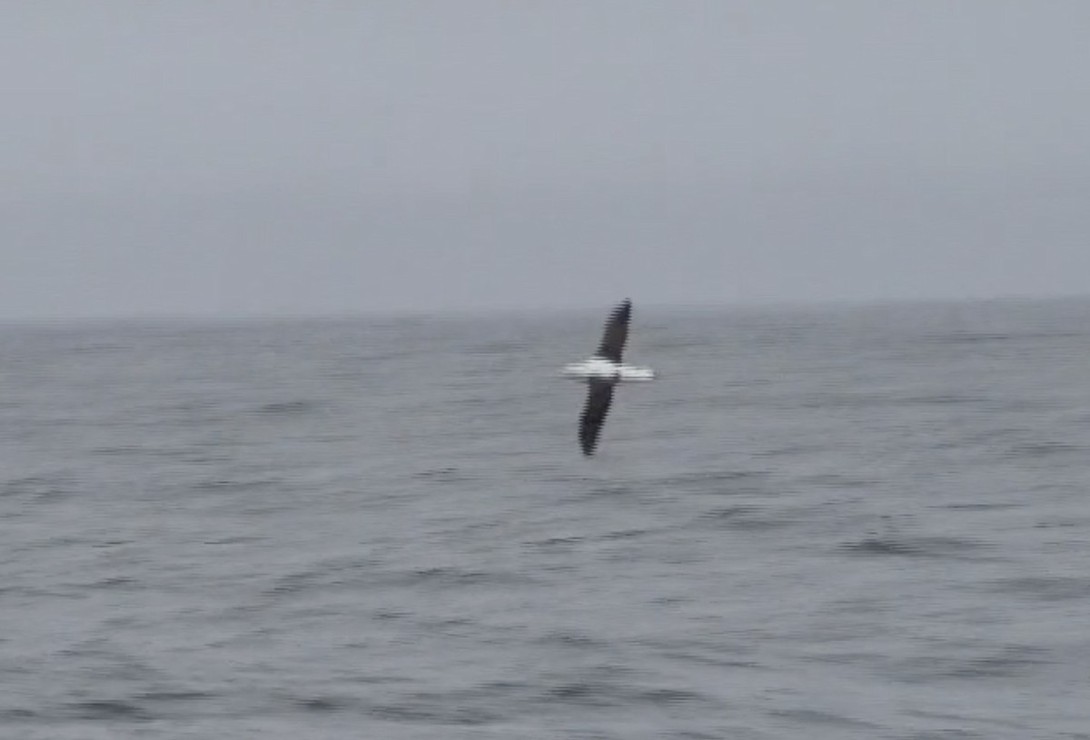 Northern Royal Albatross - Tommy Pedersen