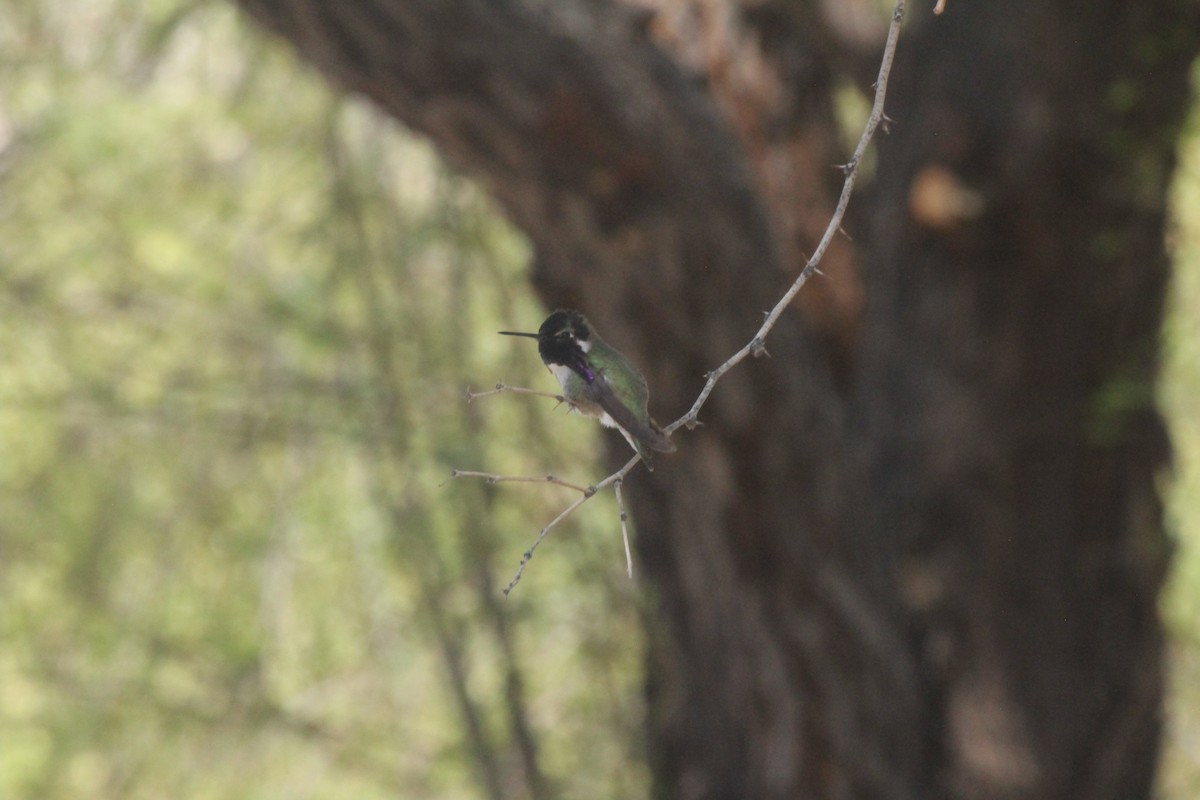Costa's Hummingbird - ML617043486