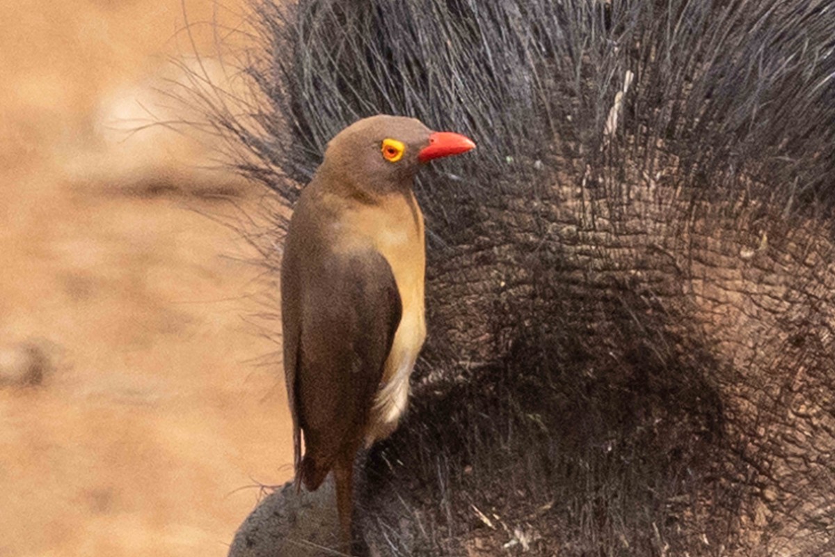 Red-billed Oxpecker - ML617043488