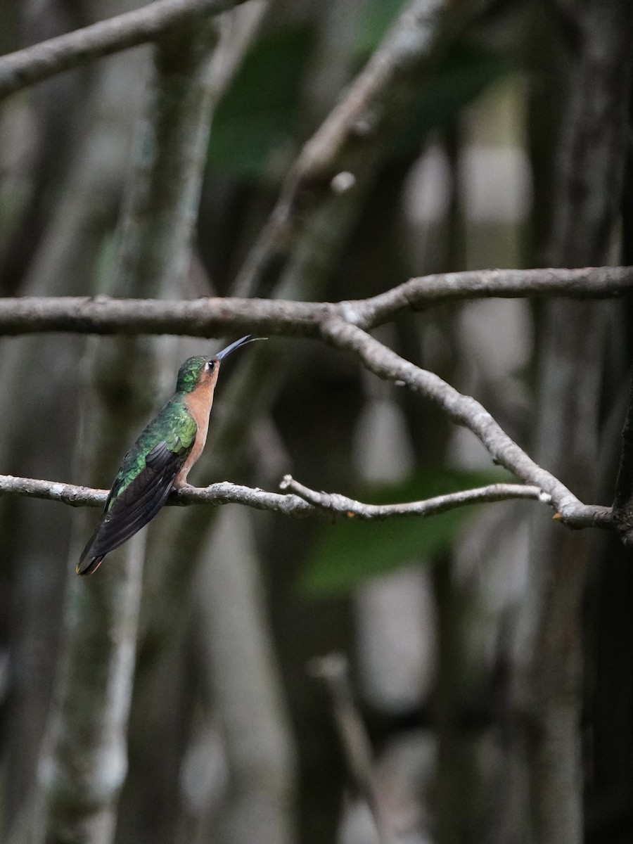 kolibřík pestroocasý - ML617043499