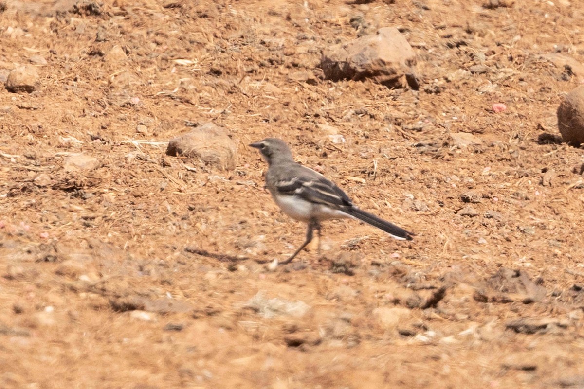 Cape Wagtail - ML617043505