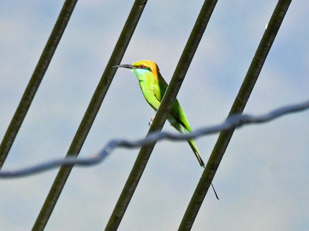 Asian Green Bee-eater - ML617043557