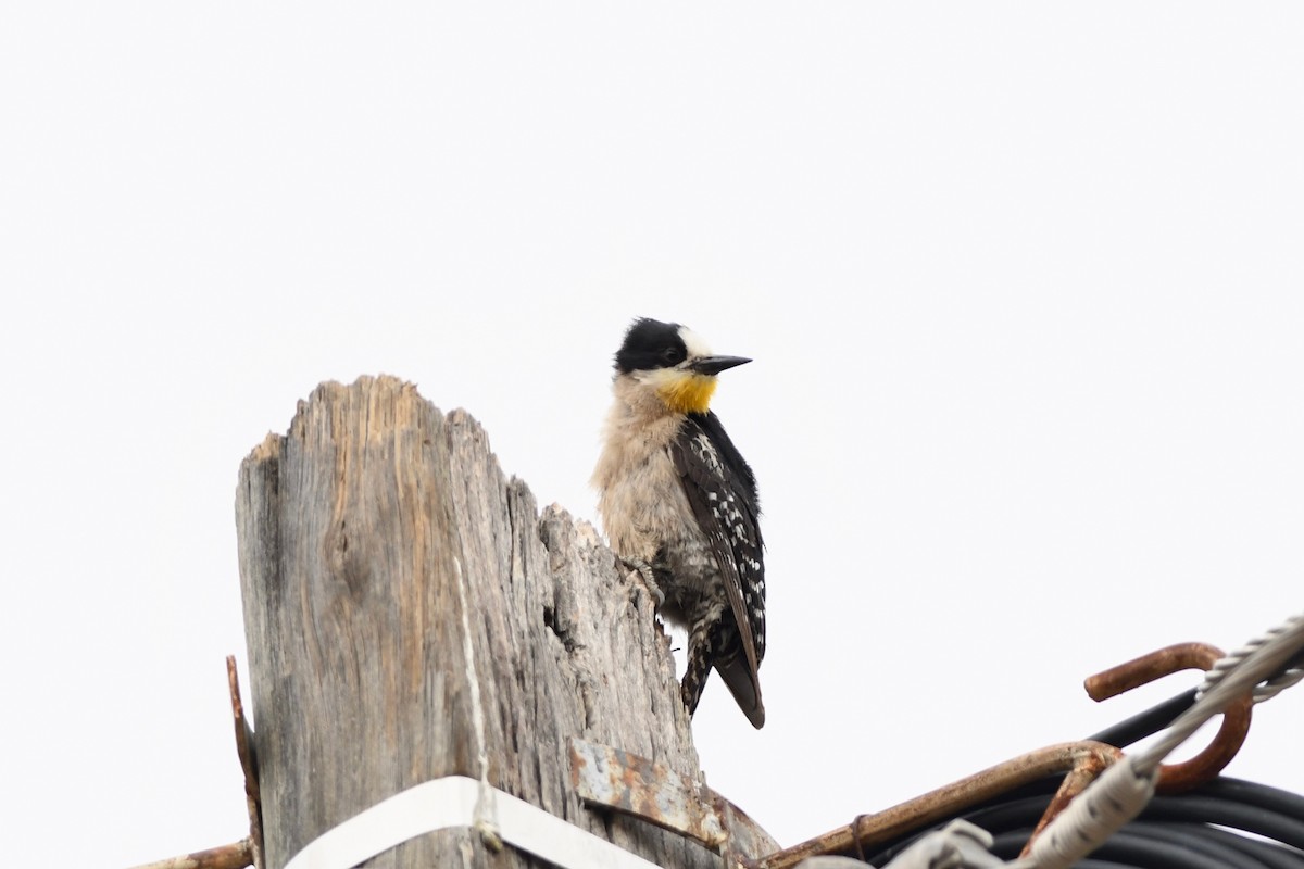 White-fronted Woodpecker - ML617043580