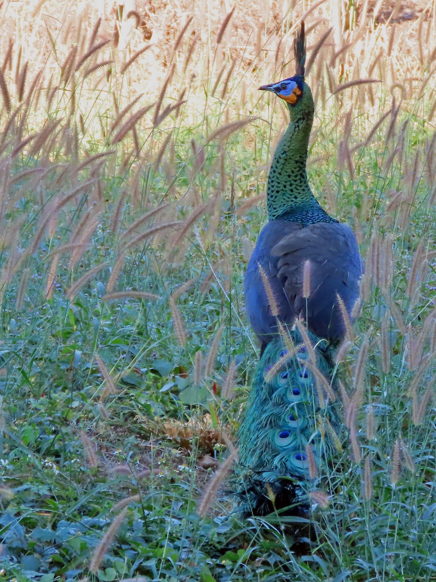 Green Peafowl - Brian Carruthers