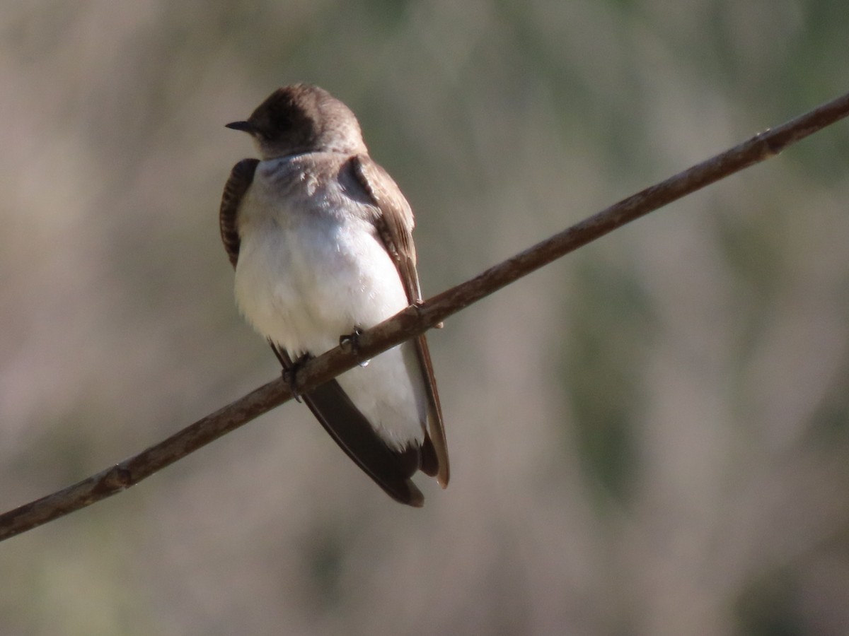 Northern Rough-winged Swallow - ML617043605