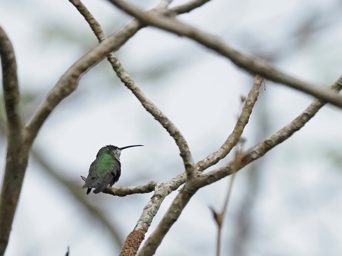 Mangrove Hummingbird - ML617043710
