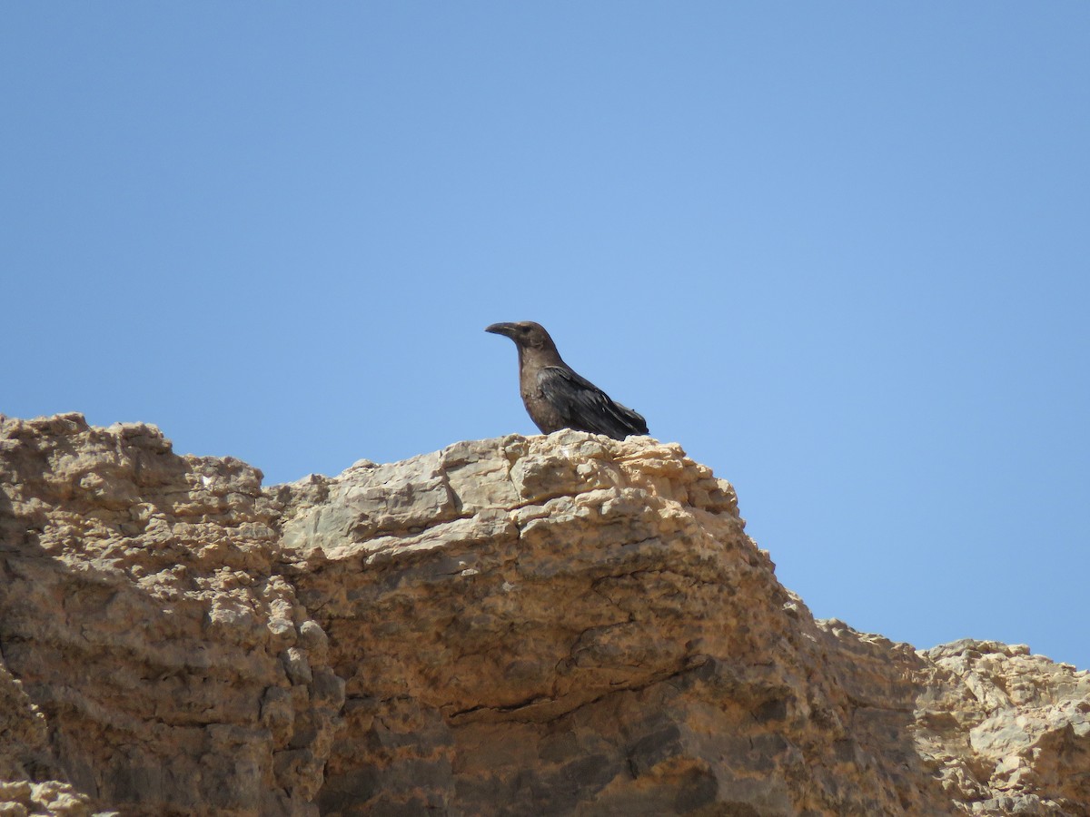 Brown-necked Raven - ML617043726