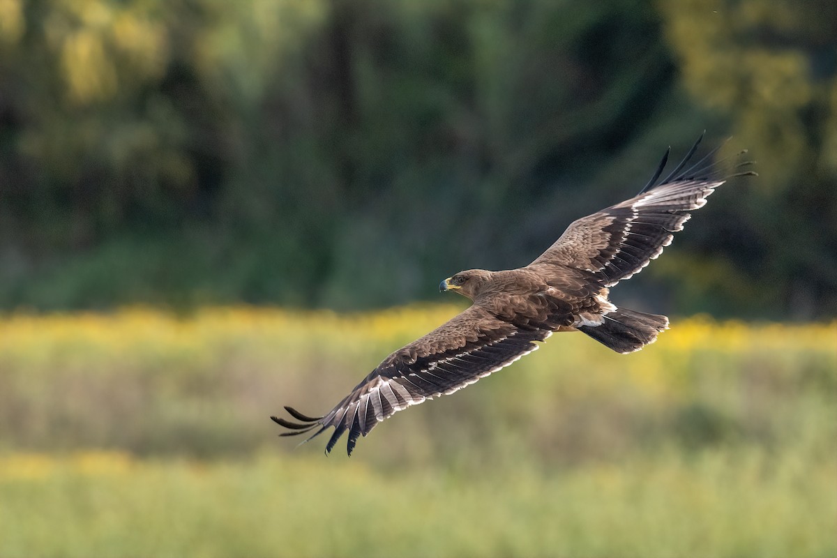 Lesser Spotted Eagle - ML617043801