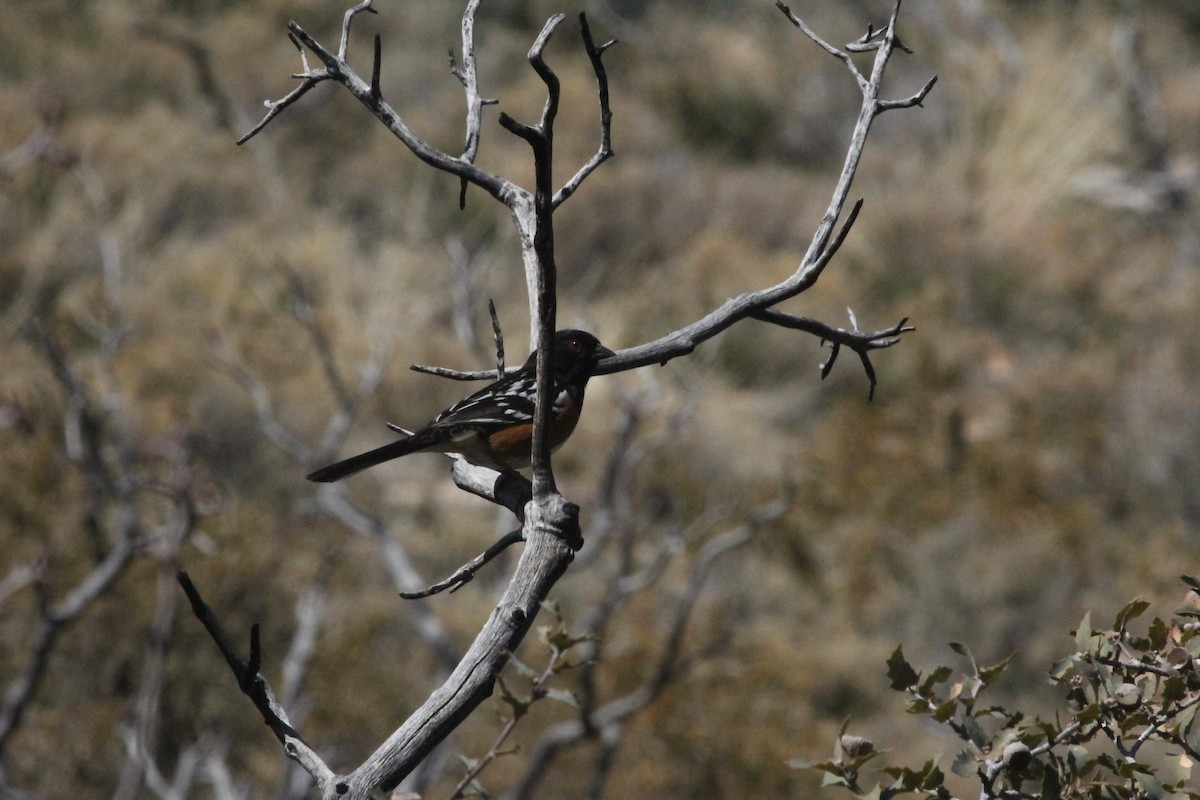 Spotted Towhee - Will Merg