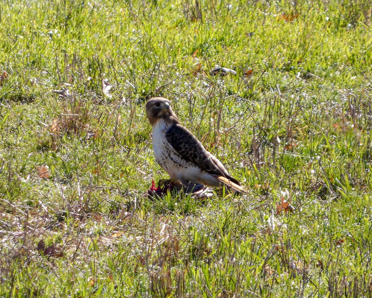 Red-tailed Hawk - ML617043872